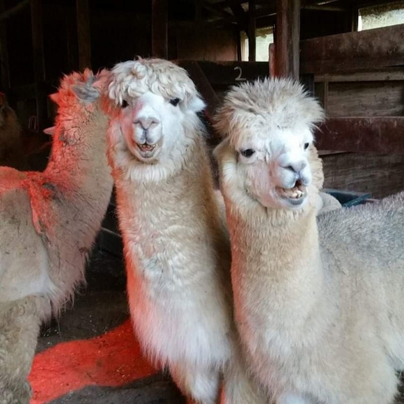 Meet your Posher, Stacie - Picture 5 of 8